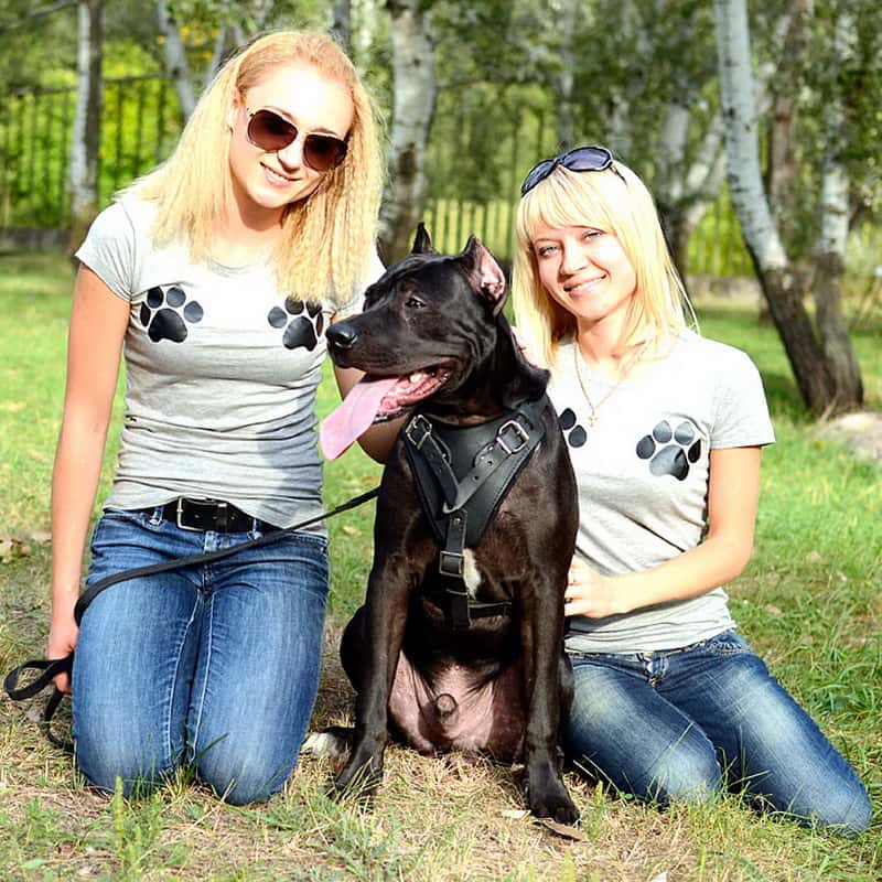 Черная шлейка из кожи для американского питбультерьера «Working Dog»